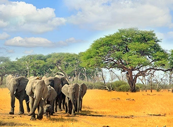 *Cap sur l'Afrique du Sud, 29 jours