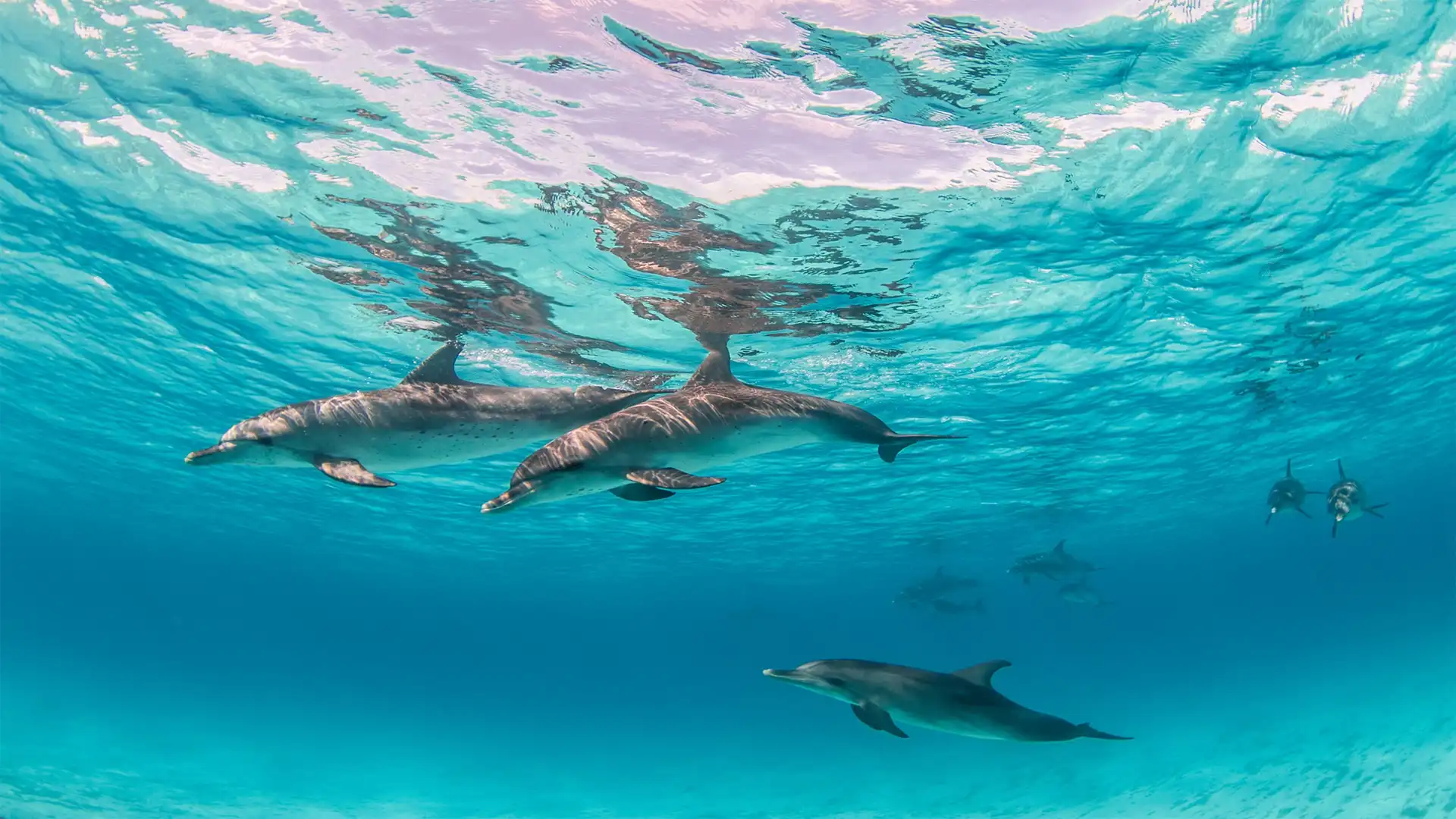 Abrolhos Islands Marine Park, Australie