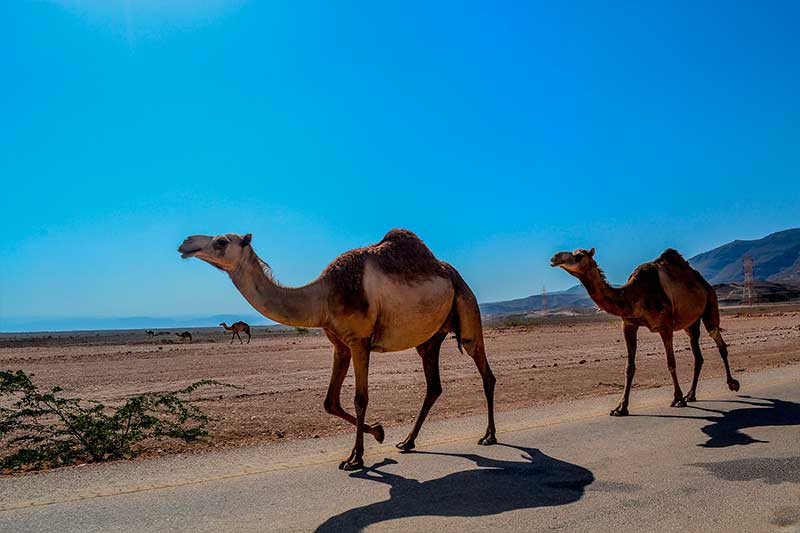 Salalah, Oman