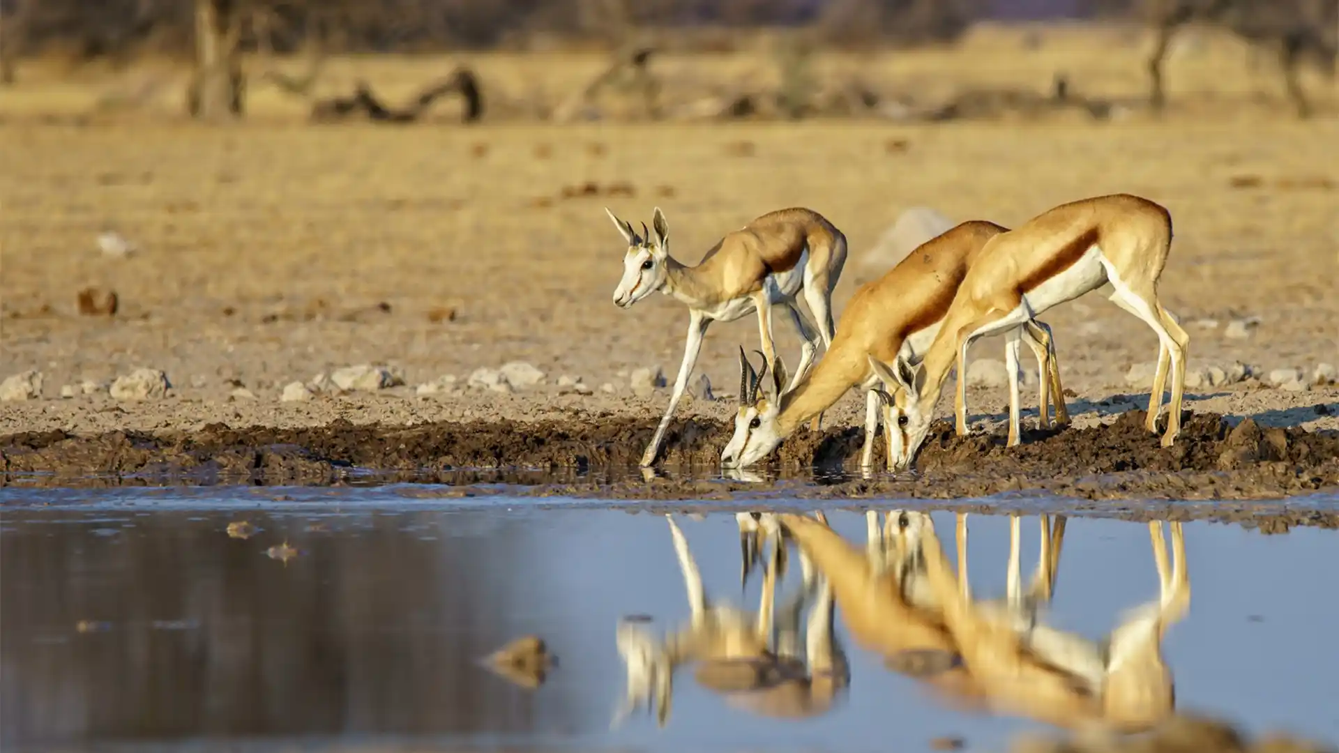 Chobe