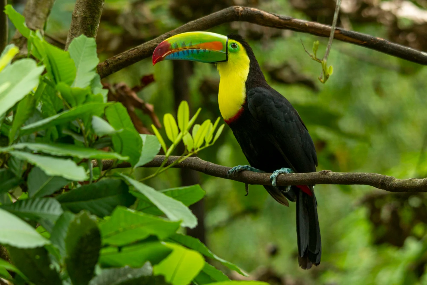 La Fortuna – Arenal – Puntarenas